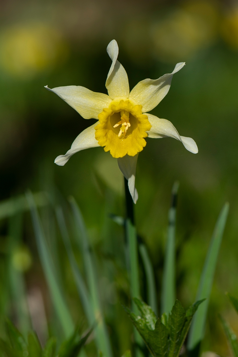David Plant Photography - Wildlife Photography - Wild daffodil - E.JPG - Wild daffodil flower - Cotswolds