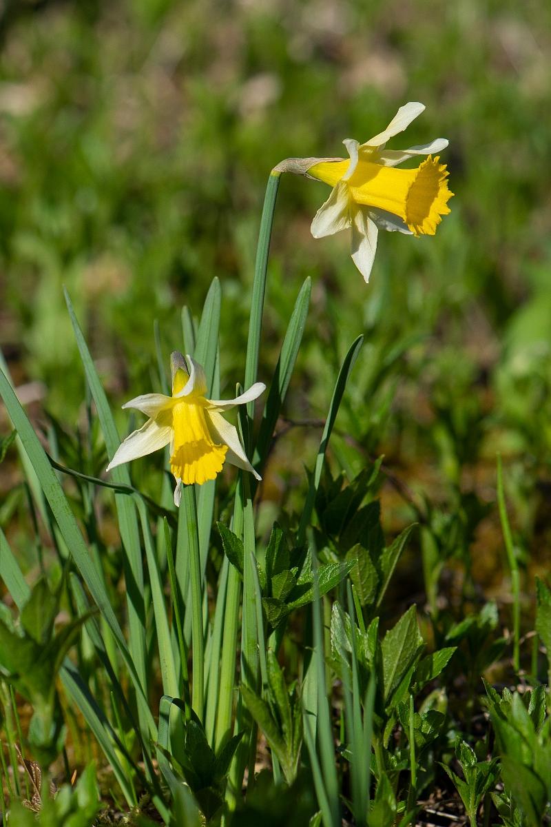 David Plant Photography - Wildlife Photography - Wild daffodil - F.JPG - Wild daffodil - Cotswolds