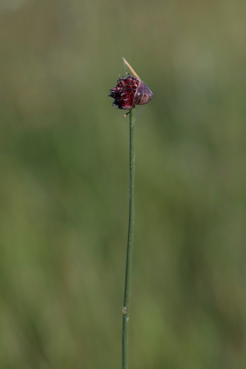 David Plant Photography - Wildlife Photography - Wild onion - A.JPG - Wild onion - Hertfordshire