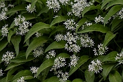 David Plant Photography - Wildlife Photography - Ramsons - E