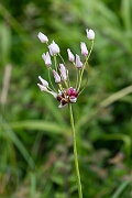 David Plant Photography - Wildlife Photography - Rosy garlic - A