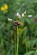 David Plant Photography - Wildlife Photography - Rosy garlic - C