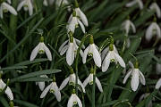 David Plant Photography - Wildlife Photography - Snowdrop - B