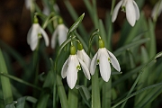 David Plant Photography - Wildlife Photography - Snowdrop - C