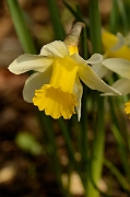 David Plant Photography - Wildlife Photography - Wild daffodil - A