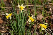 David Plant Photography - Wildlife Photography - Wild daffodil - B