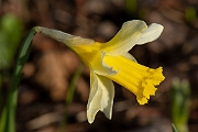 David Plant Photography - Wildlife Photography - Wild daffodil - C