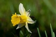 David Plant Photography - Wildlife Photography - Wild daffodil - D