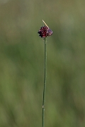 David Plant Photography - Wildlife Photography - Wild onion - A
