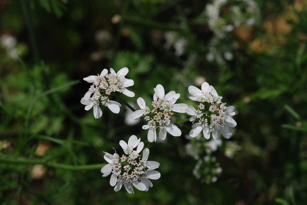 David Plant Photography - Wildlife Photographer - Coriander - A.JPG - Coriander - Cotswolds