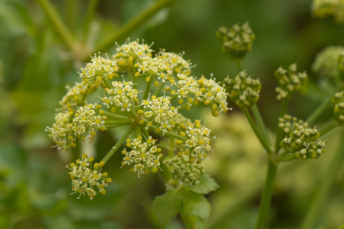 David Plant Photography - Wildlife Photography - Alexanders - A.jpg - Alexanders - Kent