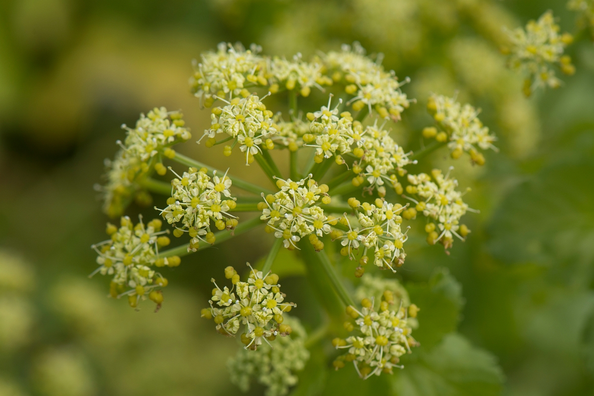 David Plant Photography - Wildlife Photography - Alexanders - B.jpg - Alexanders - Kent