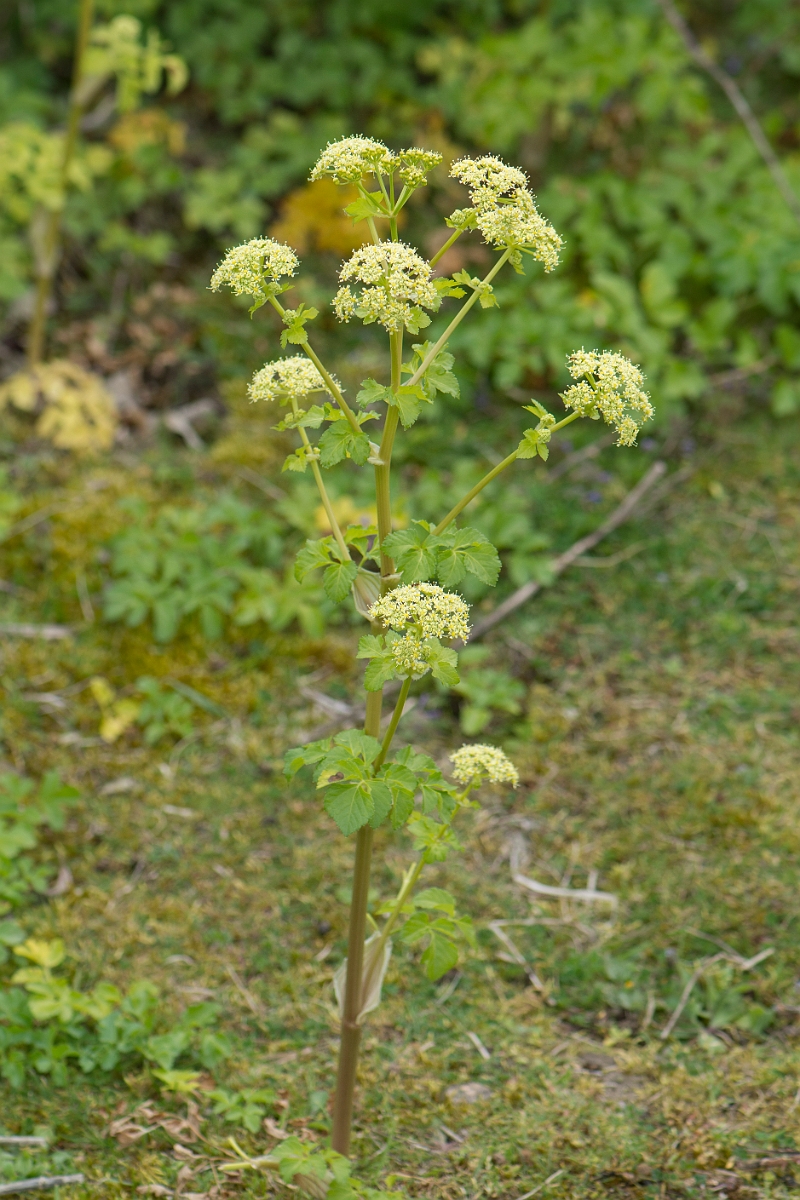 David Plant Photography - Wildlife Photography - Alexanders - D.jpg - Alexanders plant - Kent