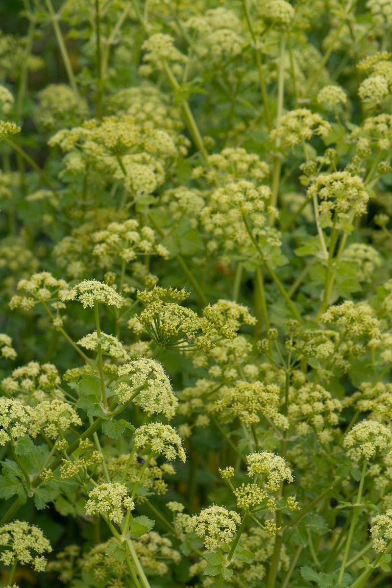 David Plant Photography - Wildlife Photography - Alexanders - E.jpg - Alexanders - Kent