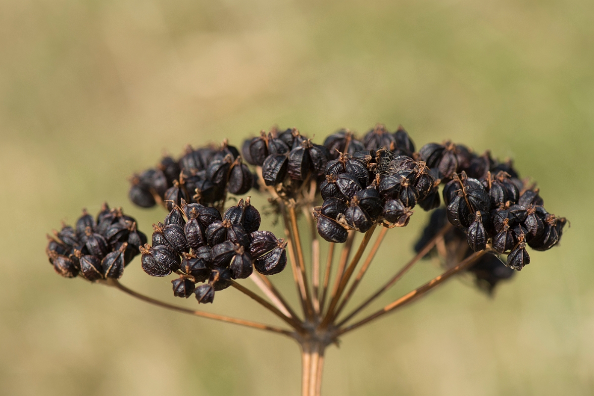 David Plant Photography - Wildlife Photography - Alexanders - F.jpg - Alexanders seeds - Kent