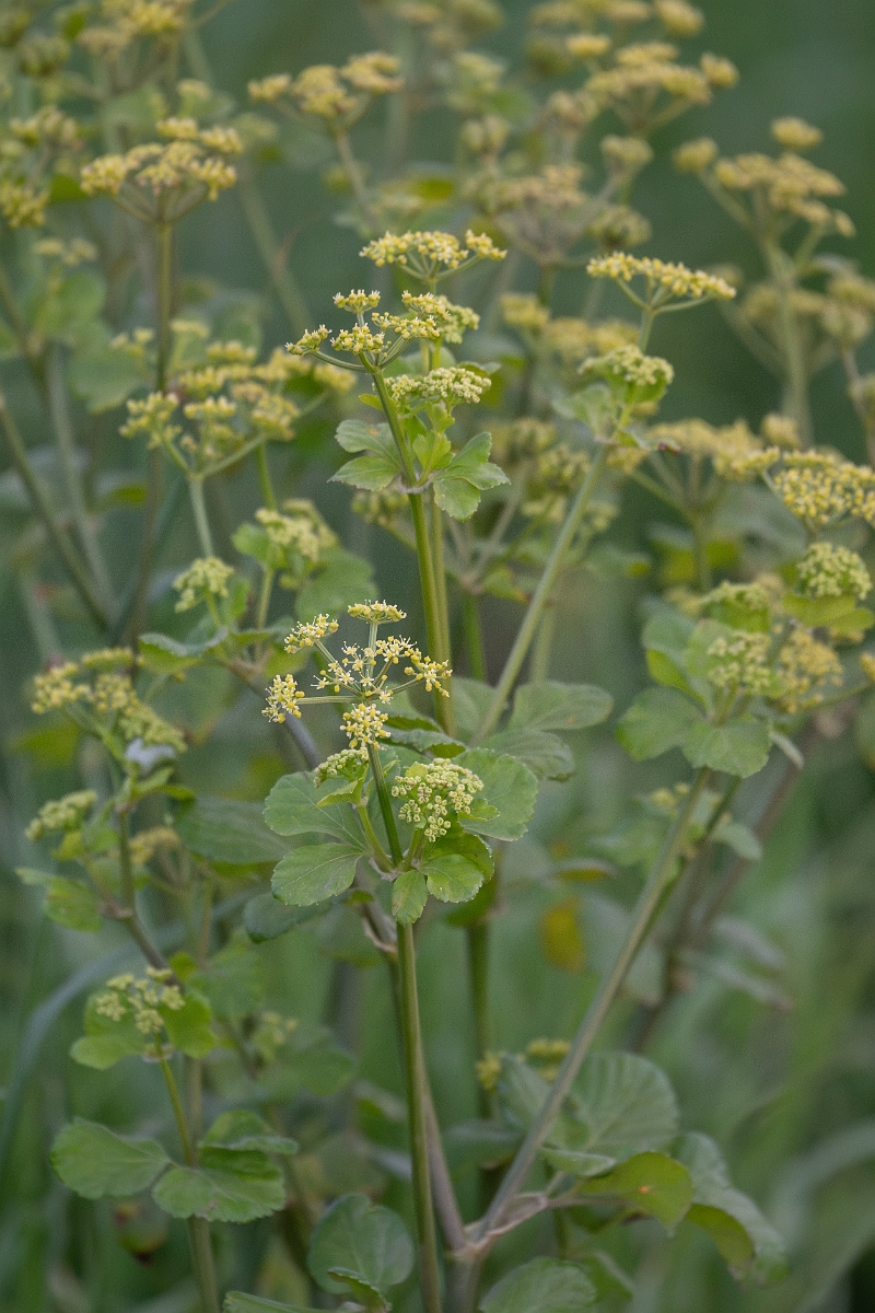David Plant Photography - Wildlife Photography - Alexanders - H.jpg - Alexanders - Norfolk