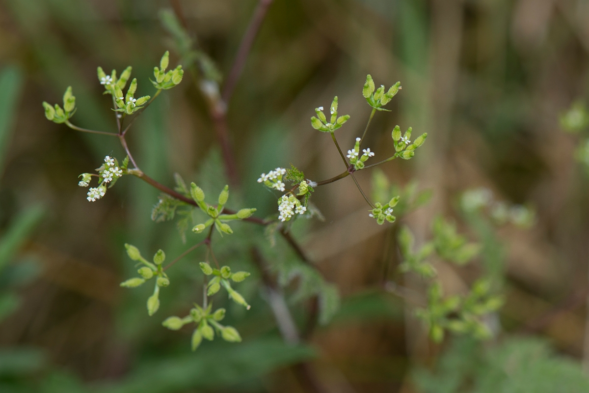 David Plant Photography - Wildlife Photography - Bur chervil - A.jpg - Bur chervil - Kent