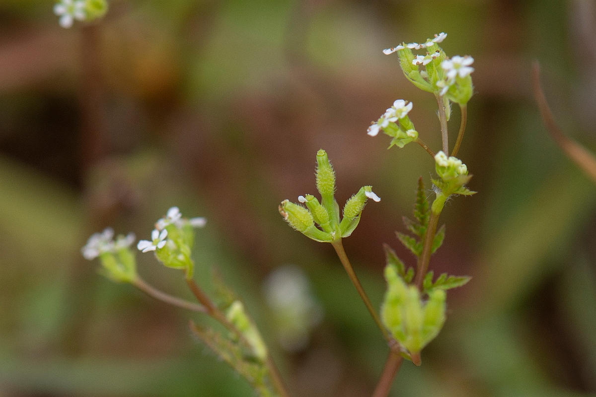David Plant Photography - Wildlife Photography - Bur chervil - E.JPG - Bur chervil seedpods - Cambridgeshire