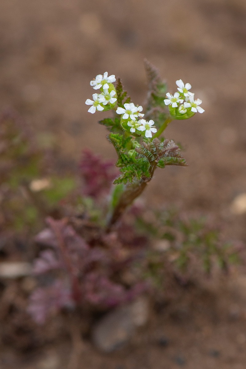 David Plant Photography - Wildlife Photography - Bur chervil - F.JPG - Bur chervil - Cambridgeshire