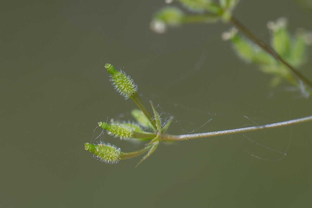 David Plant Photography - Wildlife Photography - Bur chervil - H.jpg - Bur chervil - Suffolk