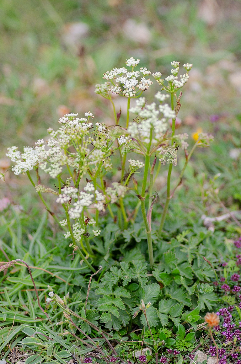 David Plant Photography - Wildlife Photography - Burnet-saxifrage - A.JPG - Burnet saxifrage - Anglesey