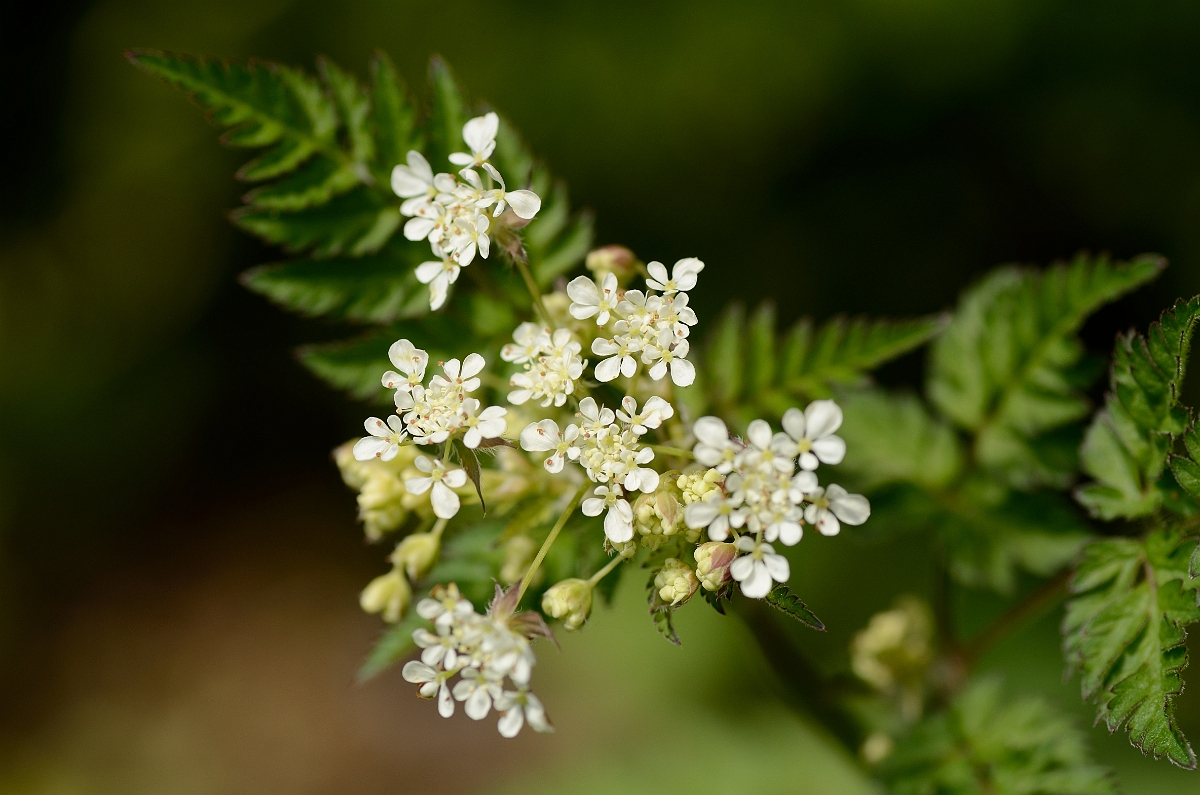 David Plant Photography - Wildlife Photography - Cow parsley - A.jpg - Cow parsley umbel - Cotswolds