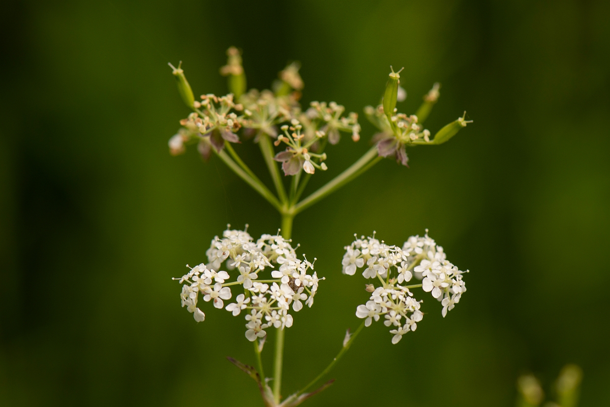 David Plant Photography - Wildlife Photography - Cow parsley - B.jpg - Cow parsley - Cotswolds
