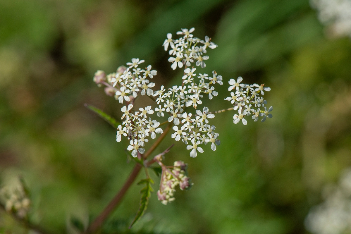 David Plant Photography - Wildlife Photography - Cow parsley - C.JPG - Cow parsley - Cambridgeshire