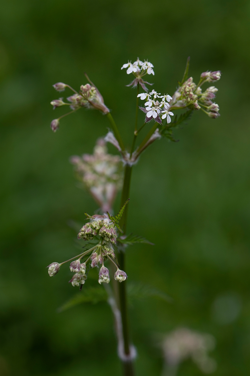David Plant Photography - Wildlife Photography - Cow parsley - E.JPG - Cow parsley - Cotswolds