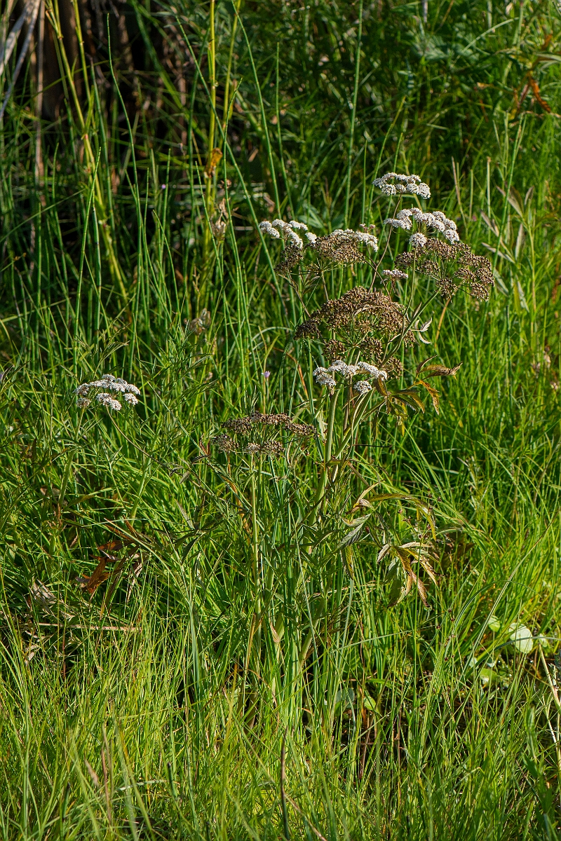 David Plant Photography - Wildlife Photography - Cowbane - A.JPG - Cowbane - Highlands