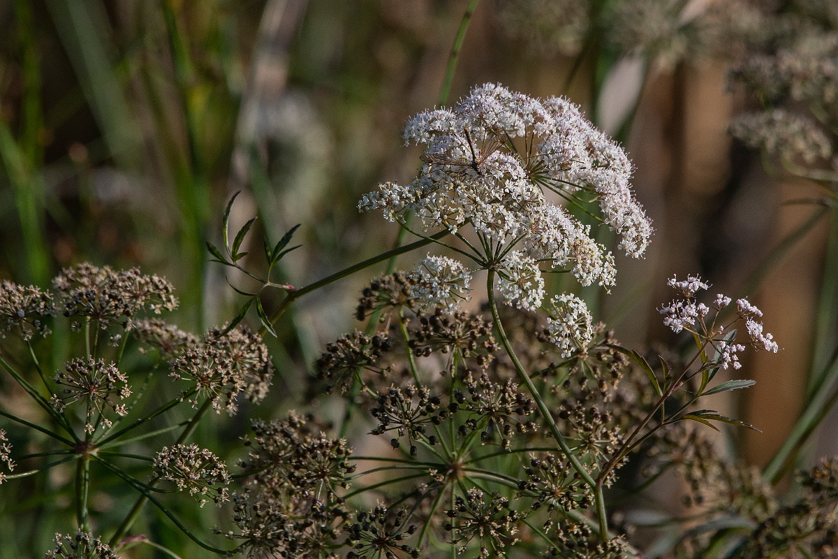 David Plant Photography - Wildlife Photography - Cowbane - C.JPG - Cowbane - Highland