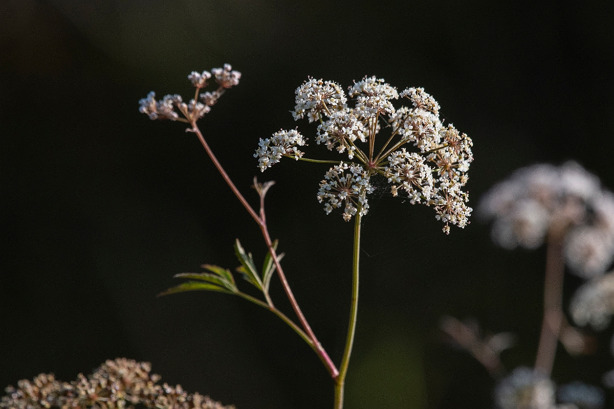 David Plant Photography - Wildlife Photography - Cowbane - D.JPG - Cowbane - Highland