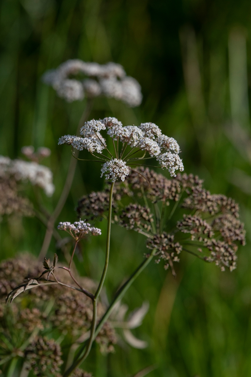 David Plant Photography - Wildlife Photography - Cowbane - E.JPG - Cowbane - Highland