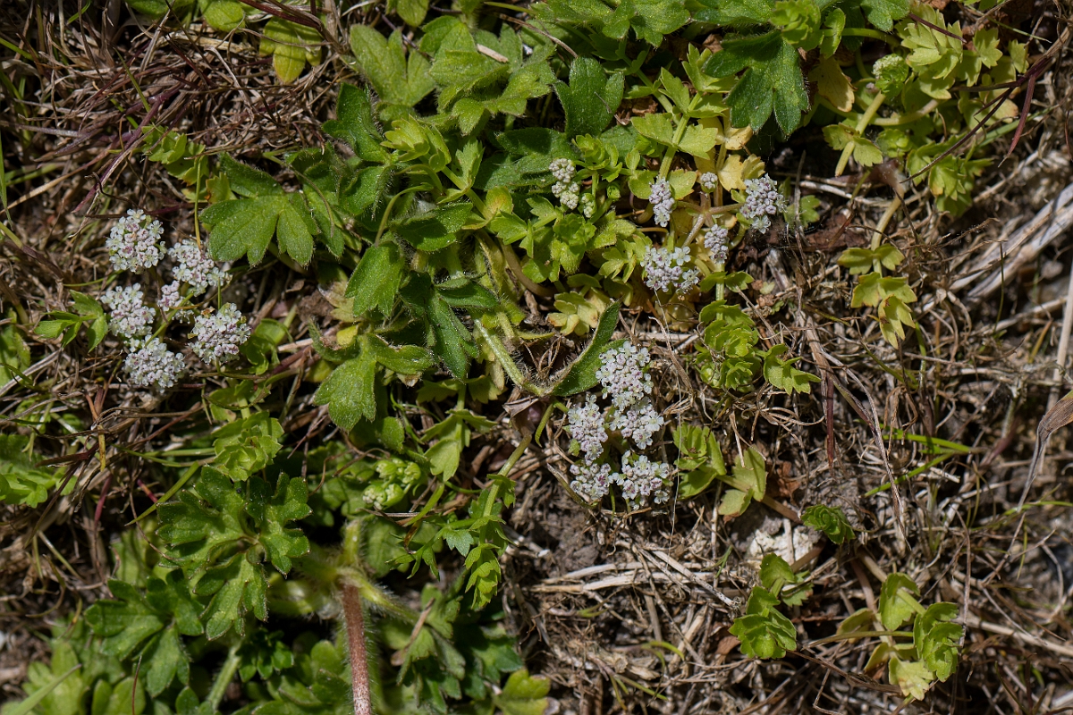 David Plant Photography - Wildlife Photography - Creeping marshwort - B.JPG - Creeping marshwort - Norfolk