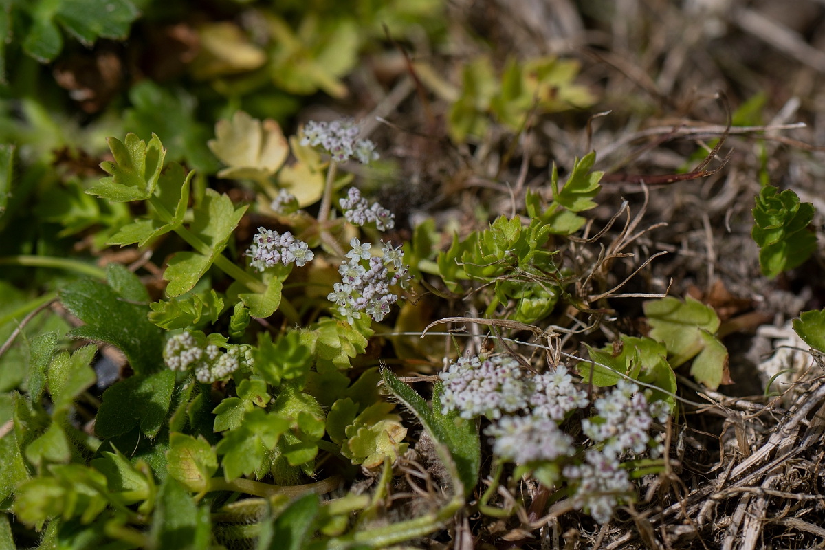 David Plant Photography - Wildlife Photography - Creeping marshwort - C.JPG - Creeping marshwort - Norfolk