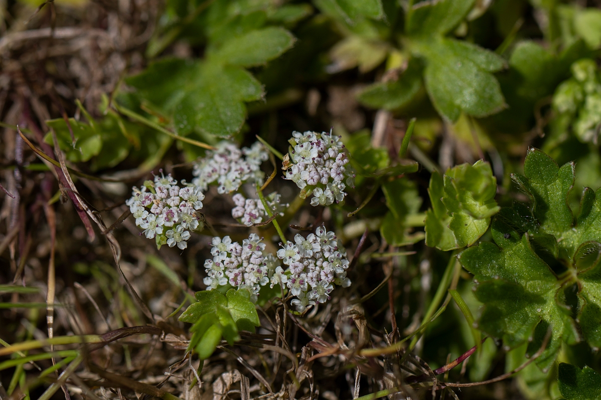 David Plant Photography - Wildlife Photography - Creeping marshwort - D.JPG - Creeping marshwort - Norfolk