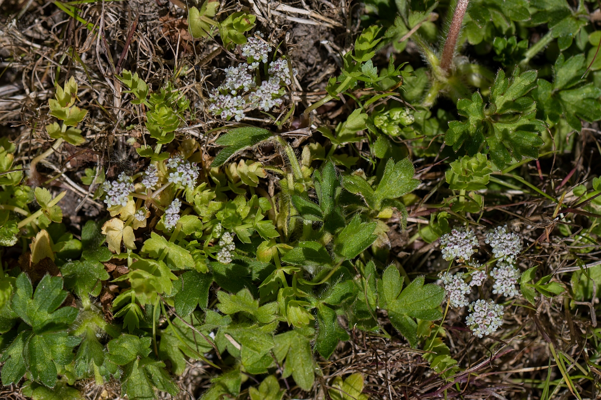 David Plant Photography - Wildlife Photography - Creeping marshwort - E.JPG - Creeping marshwort - Norfolk