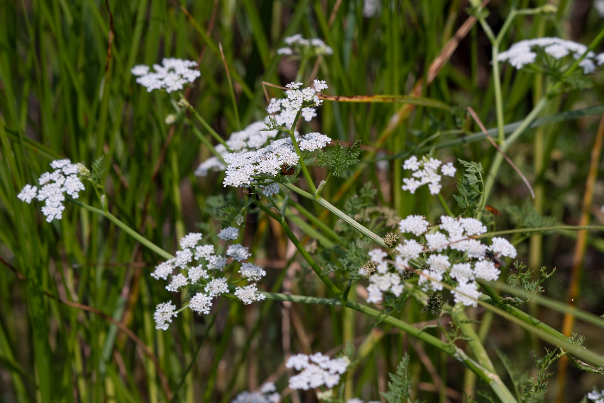 David Plant Photography - Wildlife Photography - Fine-leaved water-dropwort - A.jpg - Fine-leaved water-dropwort - Essex