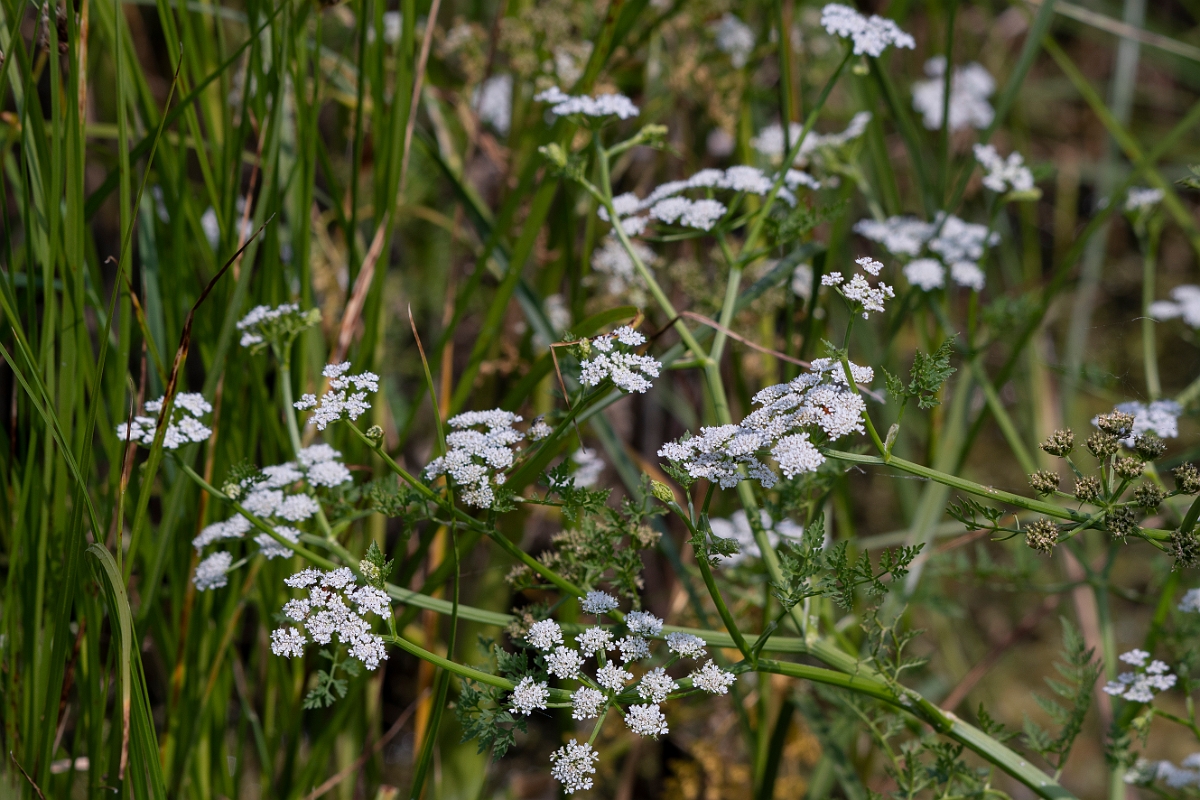 David Plant Photography - Wildlife Photography - Fine-leaved water-dropwort - B.jpg - Fine-leaved water-dropwort - Essex