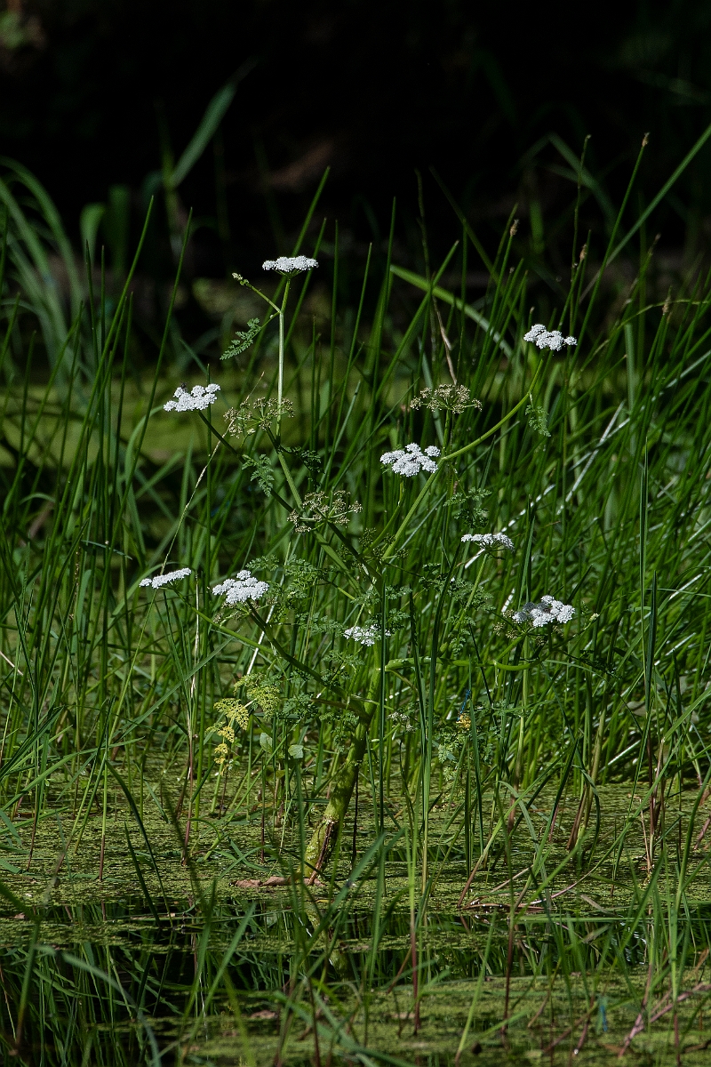 David Plant Photography - Wildlife Photography - Fine-leaved water-dropwort - C.JPG - Fine-leaved water-dropwort - Norfolk