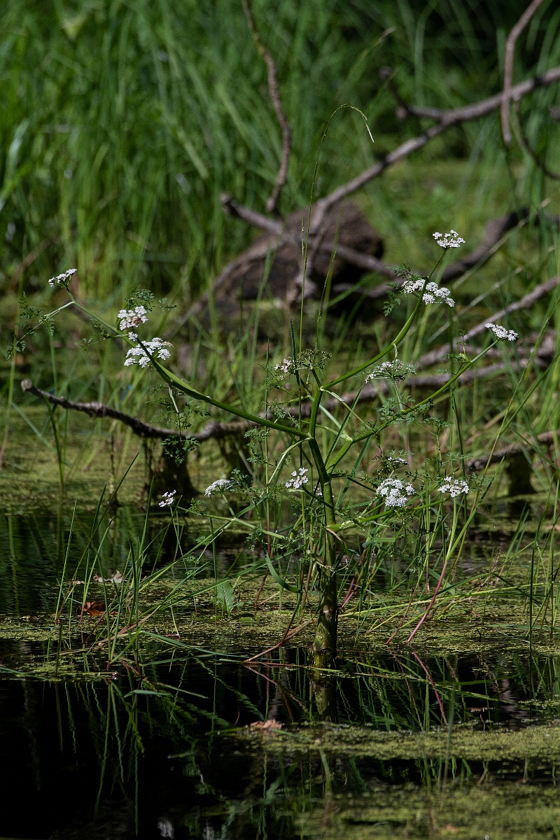 David Plant Photography - Wildlife Photography - Fine-leaved water-dropwort - D.JPG - Fine-leaved water-dropwort - Norfolk