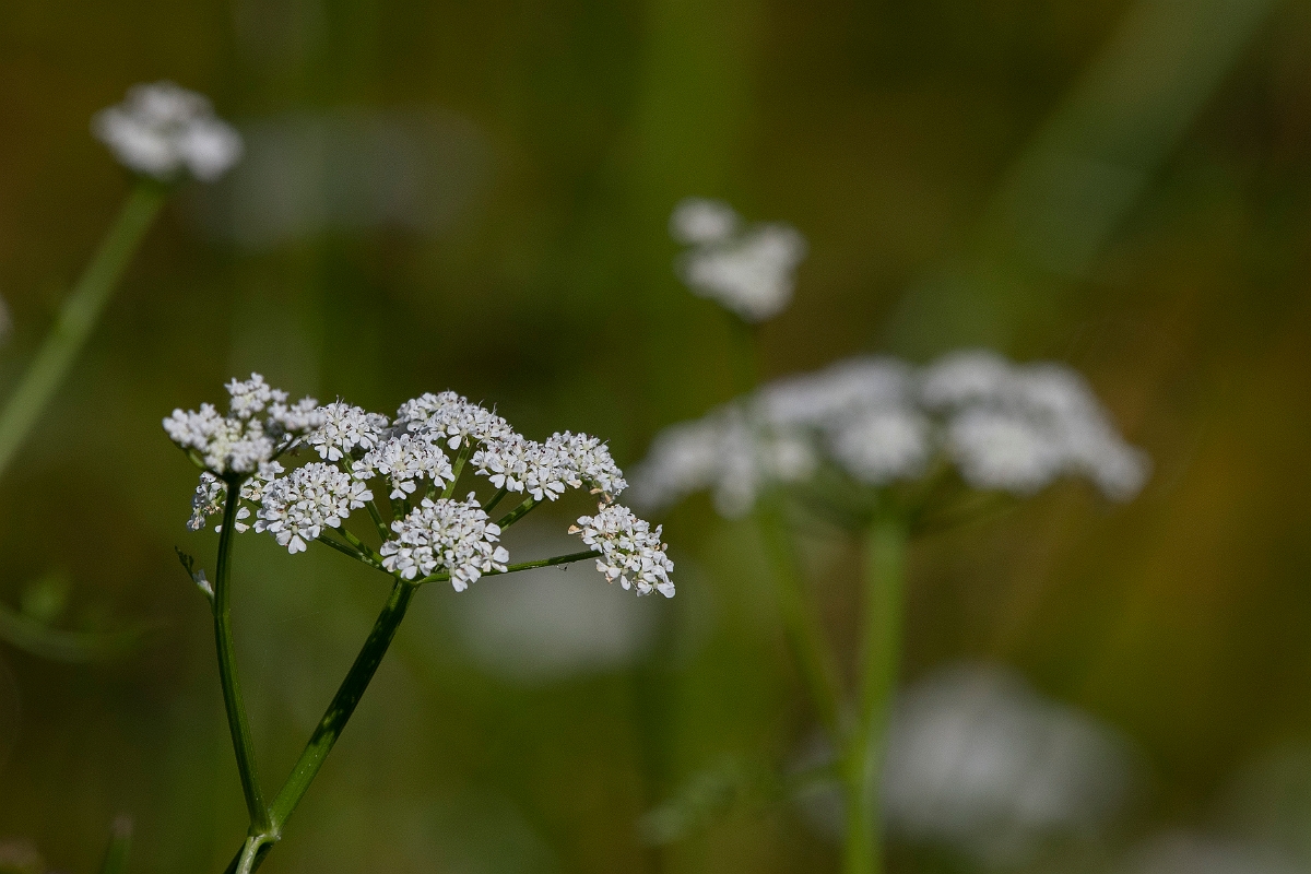 David Plant Photography - Wildlife Photography - Fine-leaved water-dropwort - E.JPG - Fine-leaved water-dropwort - Norfolk