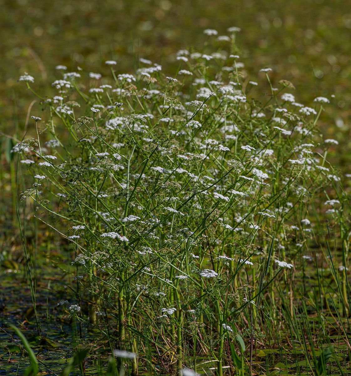 David Plant Photography - Wildlife Photography - Fine-leaved water-dropwort - F.JPG - Fine-leaved water-dropwort - Norfolk