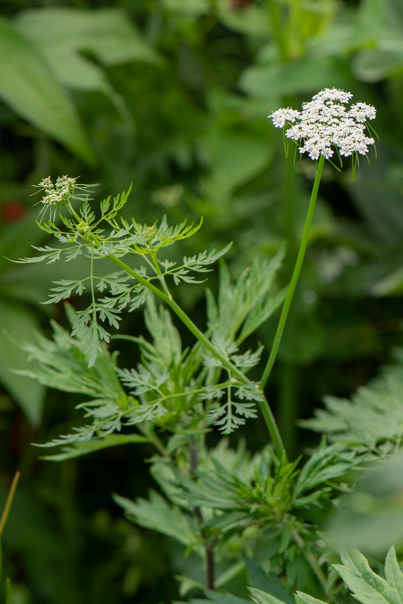 David Plant Photography - Wildlife Photography - Fool's parsley - B.JPG - Fool's parsley - Cambridgeshire