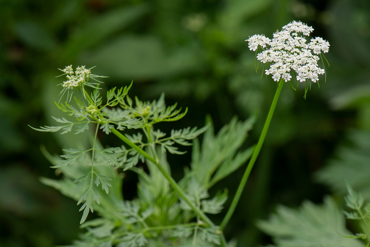 David Plant Photography - Wildlife Photography - Fool's parsley - C.JPG - Fool's parsley - Cambridgeshire