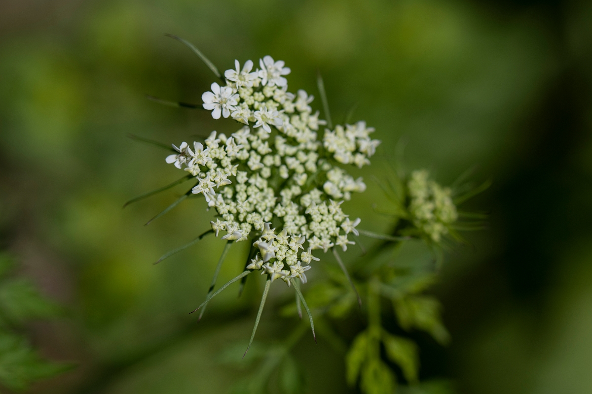 David Plant Photography - Wildlife Photography - Fool's parsley - E.JPG - Fool's parsley - Kent