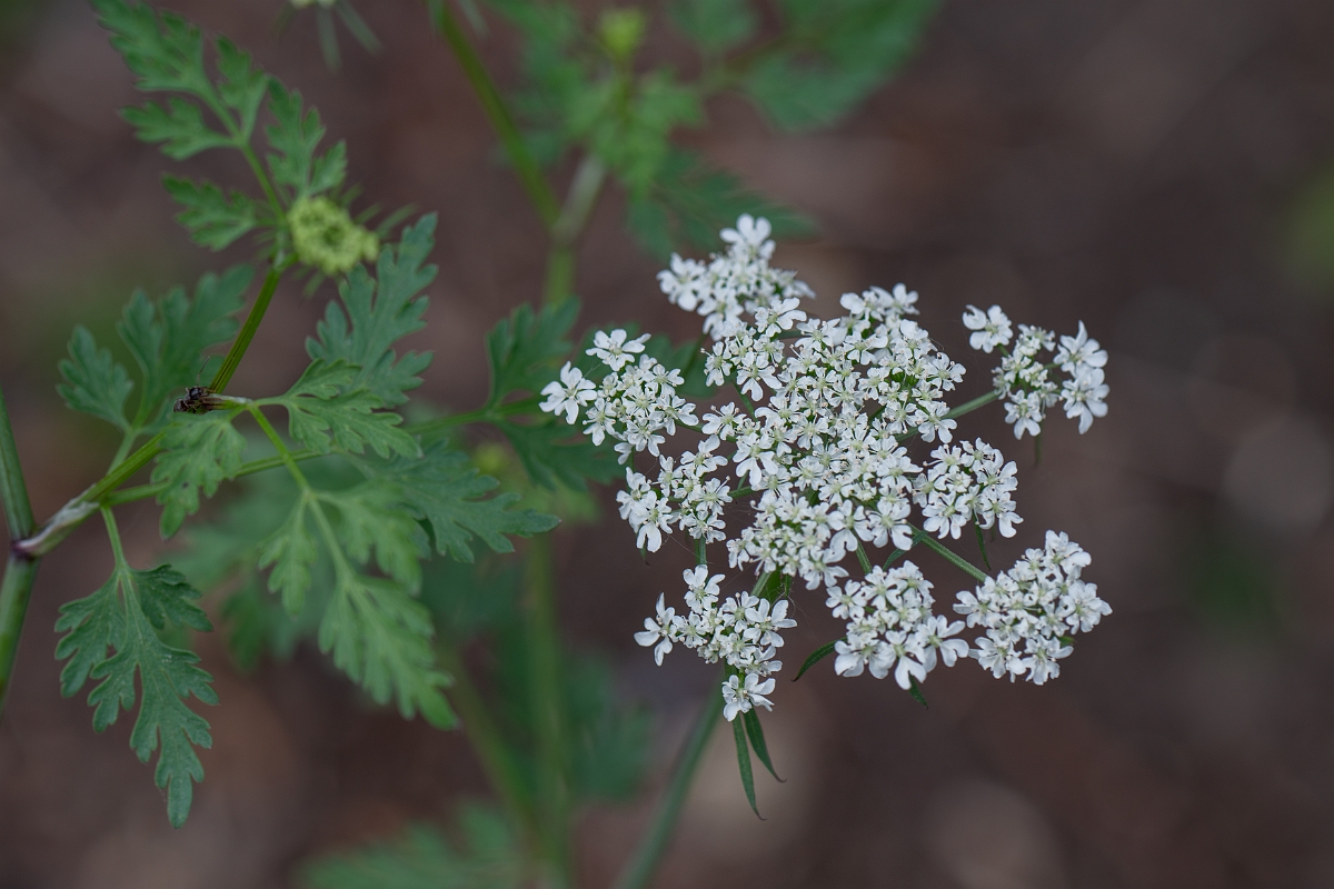David Plant Photography - Wildlife Photography - Fool's parsley - F.jpg - Fool's parsley - Suffolk