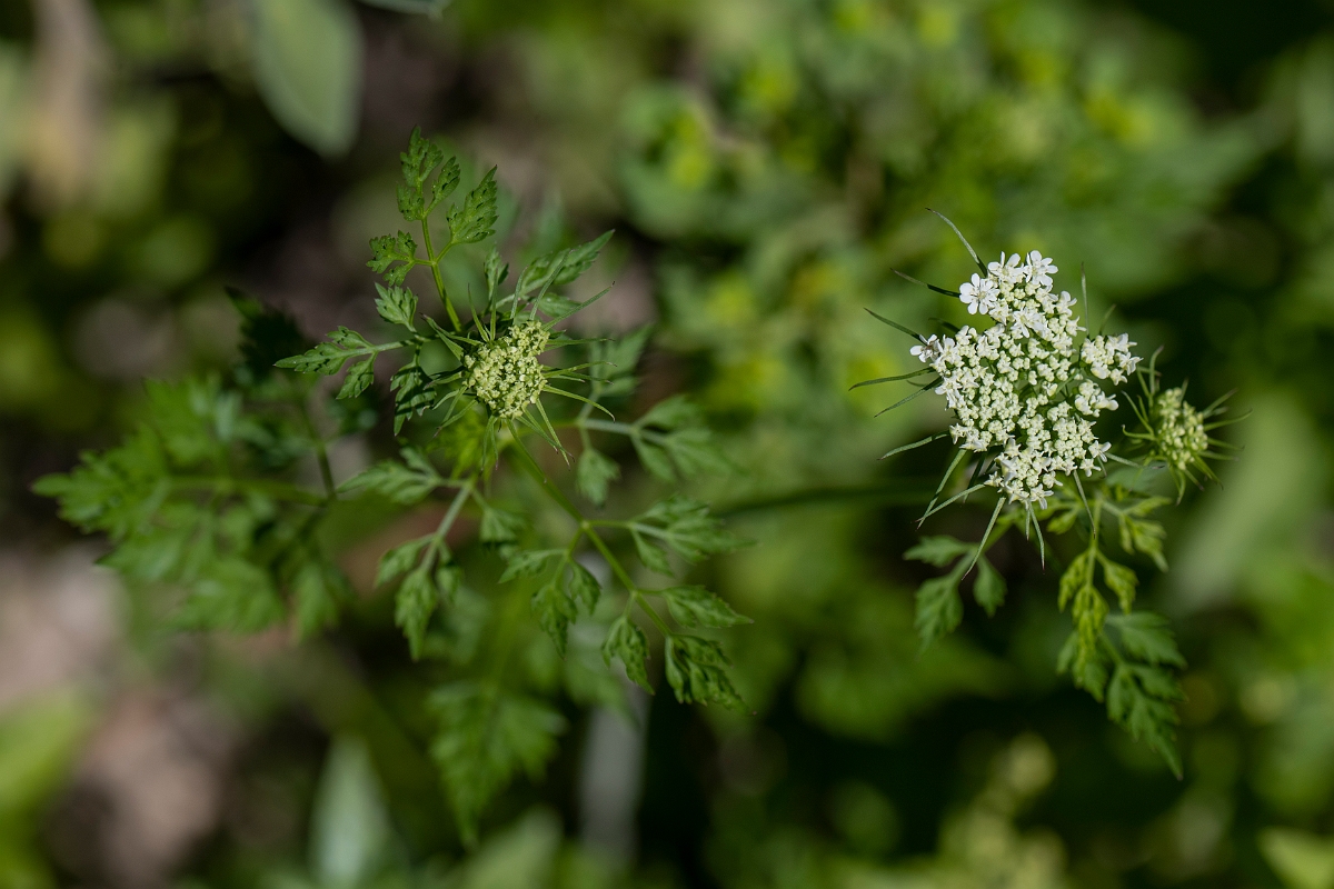 David Plant Photography - Wildlife Photography - Fool's parsley - d.JPG - Fool's parsley - Kent