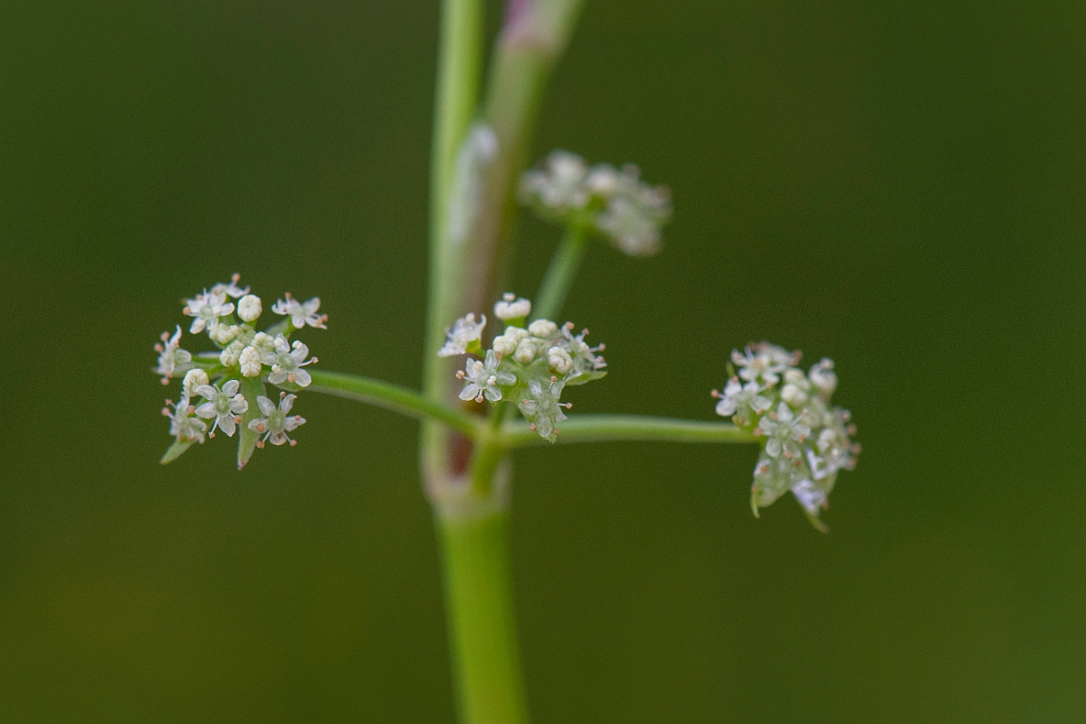 David Plant Photography - Wildlife Photography - Fool's watercress - B.JPG - Fool's watercress - Bridgend