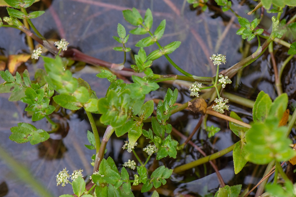 David Plant Photography - Wildlife Photography - Fool's watercress - C.JPG - Fool's watercress - Bridgend